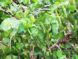 Inicios Julio 2011 006