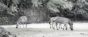 Zebra2